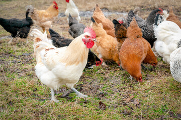 Chickens and rooster feed in a rural barnyard field. Chicks huddle in the backyard of the eco-farm pasture. poultry farming concept. chicken coop