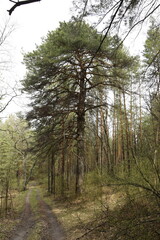 a spring pine forest, Skripino village Ulyanovsk, Russia. the stone in the forest. (Skrzypinski Kuchury)