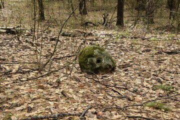 Huge stones in a spring pine forest, Skripino village Ulyanovsk, Russia. the stone in the forest. (Skrzypinski Kuchury)