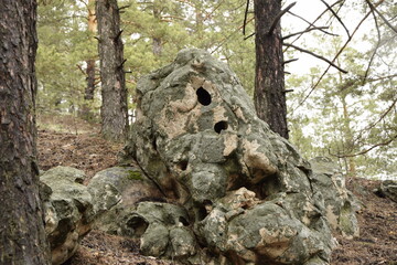 Huge stones in a spring pine forest, Skripino village Ulyanovsk, Russia. the stone in the forest. (Skrzypinski Kuchury)