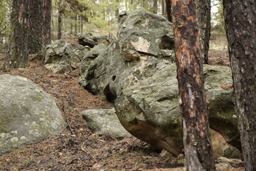 Huge stones in a spring pine forest, Skripino village Ulyanovsk, Russia. the stone in the forest. (Skrzypinski Kuchury)