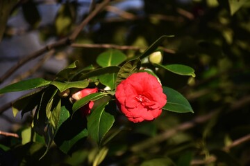 Camellia japonica flower, in the garden.