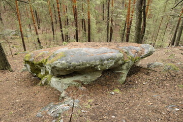 Huge stones in a spring pine forest, Skripino village Ulyanovsk, Russia. the stone in the forest. (Skrzypinski Kuchury)