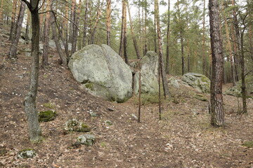 Huge stones in a spring pine forest, Skripino village Ulyanovsk, Russia. the stone in the forest. (Skrzypinski Kuchury)
