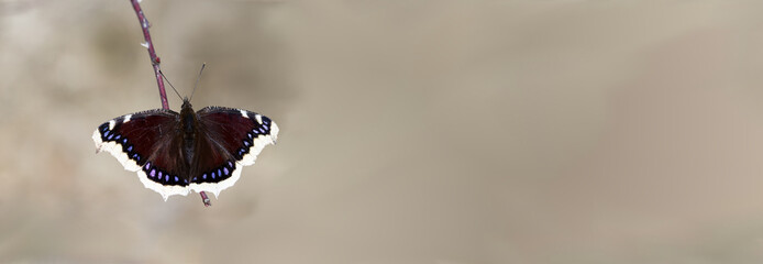 Fototapeta Motyl rusałka żałobnik na brązowym tle obraz