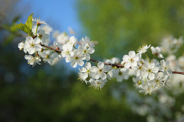 Bokeh flower Background. Cherry flowers on a branch in the backlight. Spring background