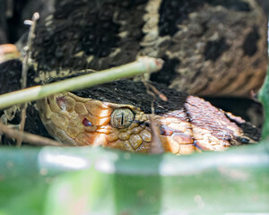 Fer-de-Lance the most venomous snake in Costa Rica and Central America