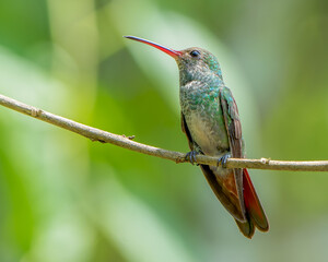 Beautiful tropical Rufous-tailed hummingbird perched on a branch in Costa Rica