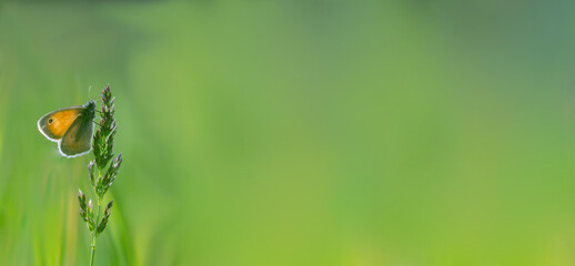 Motyl strzępotek ruczajnik na zielonym tle