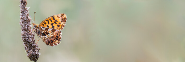 Fototapety  Pomarańczowy motyl na zielonym tle