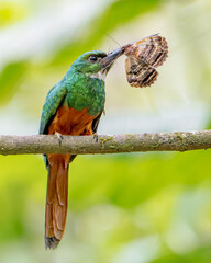 Rufous-tailed Jacamar eating a moth or butterfly while perched on a branch in Costa Rica