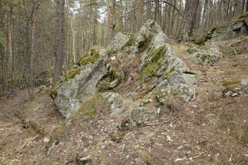 Huge stones in a spring pine forest, Skripino village Ulyanovsk, Russia. the stone in the forest. (Skrzypinski Kuchury)