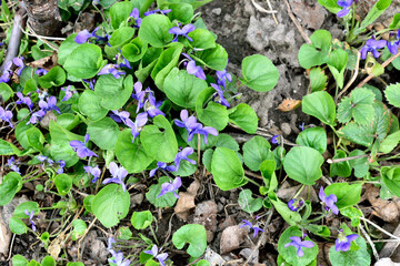 violets bloom in the garden, close-up as a texture for background