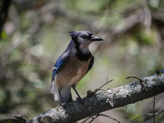 A bluejay perches on a branch of an oak tree