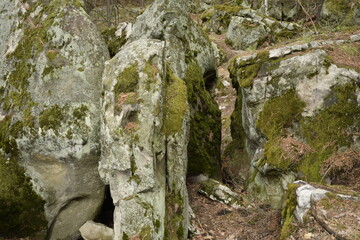 Fototapeta na wymiar Huge stones in a spring pine forest, Skripino village Ulyanovsk, Russia. the stone in the forest. (Skrzypinski Kuchury)