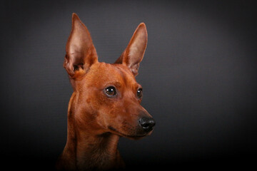 close up head portrait of a brown small pinscher in the dark studio