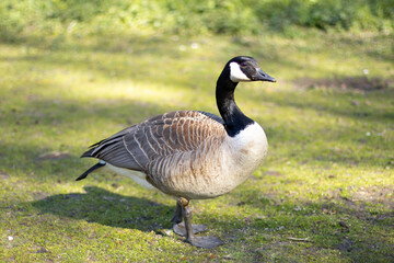 Naklejka na ściany i meble Wild goose in the park, in full growth, walks on the grass. The concept of nature conservation, natural environment, environment, wildlife, animals, birds. High quality photo