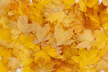 Directly above on multicolored maple dry autumn leaves on the table. Autumn concept