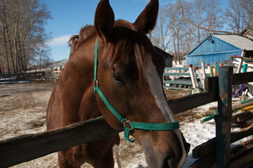 Portrait of Beautiful brown horse
