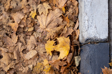 Road with a border with dry fallen autumn leaves