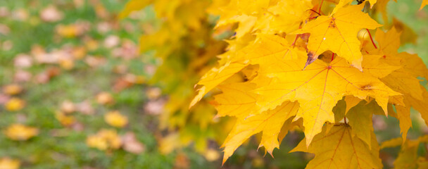 Multicolored maple leaves float in the wind. Beautiful wide view of bright autumn leaves in the park