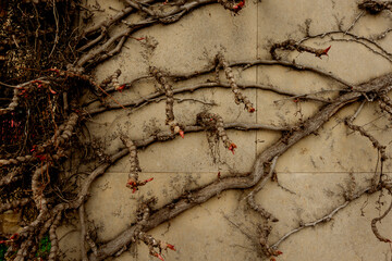 ivy on a wall before the leaves resprout in spring.