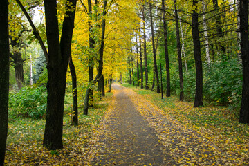 Autumn leaf fall in Vinnovskaya grove. Ulyanovsk, Russia