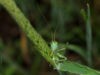 Grasshopper in its natural environment.