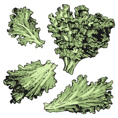 Vector collection of lettuce leaves. Fresh plants. A set of hand-drawn color sketches. Vintage style engraving