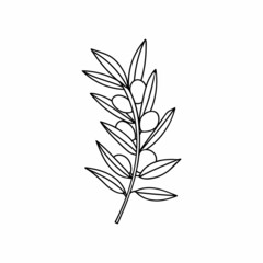 Olive branch with berry and leaf doodle illustration. Hand drawn olive branch illustration in vector on white backgroun.