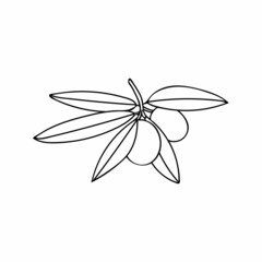 Olive branch with berry and leaf doodle illustration. Hand drawn olive branch illustration in vector on white backgroun.