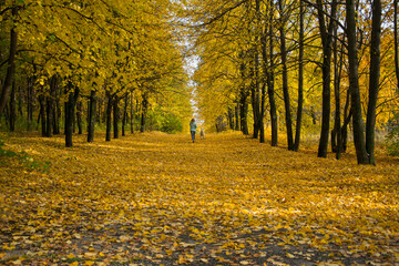 Autumn leaf fall in Vinnovskaya grove. Ulyanovsk, Russia