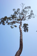 A pine tree high in the blue sky.
