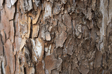 Rough texture of old wood.

