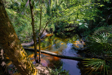 Walking paths and water at Bear Creek Nature Trail in Winter Springs, Florida