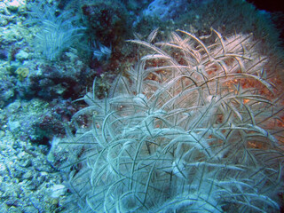Fototapeta na wymiar Feathery coral on rock face Galapagos Islands, Ecuador