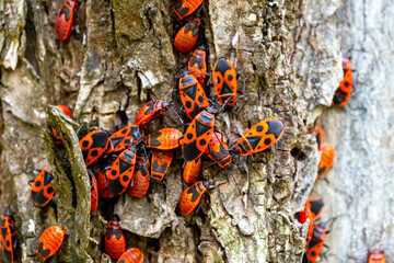 Closeup Red beetle with black dots (firebug) (Pyrrhocoris apterus) on the bark of a tree