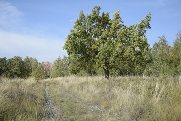 A lonely tree in a field in Sengileyevsky district of Ulyanovsk region, Russia