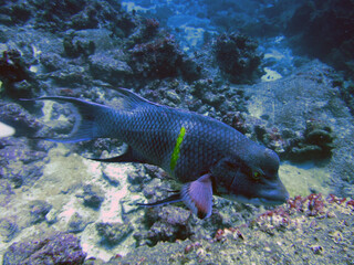 Naklejka na ściany i meble Hogfish swimming along a reef in the Galapagos Islands, Ecuador