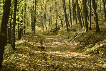 Obraz premium Autumn forest in Sengileyevsky district of Ulyanovsk region, birches with yellow and green foliage, Top view