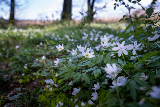 Las, Polski las, zawilce