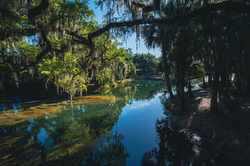 Under the oaks of clear waters of gemini springs in DeBary, Florida