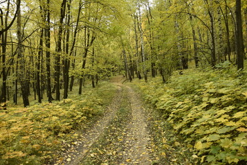 Obraz premium Autumn forest in Sengileyevsky district of Ulyanovsk region, birches with yellow and green foliage
