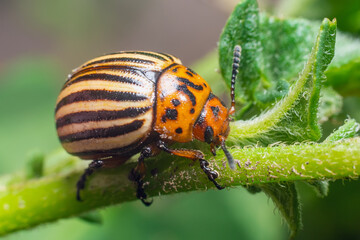 Harvest pest, Colorado potato beetle eats potato leaves