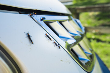 Love bug season with live bugs mating and dead remains on a white car.