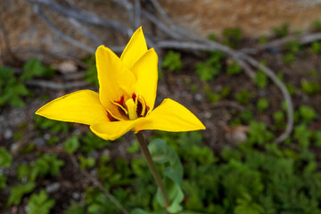Yellow tulip bud is in a flower bed.