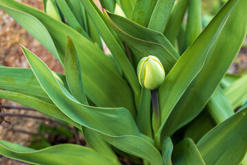 Obraz premium Unblown green tulip buds in a flower bed.