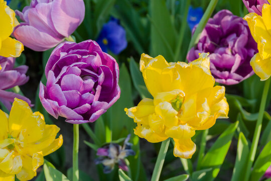Colorful spring meadow with purple tulip negrita double and yellow tulip monte carlo flowers - close up. Nature, floral, blooming and gardening concept - Powered by Adobe