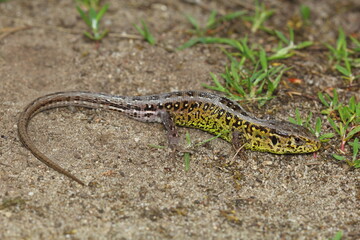 The sand lizard (Lacerta agilis) male in a natural habitat