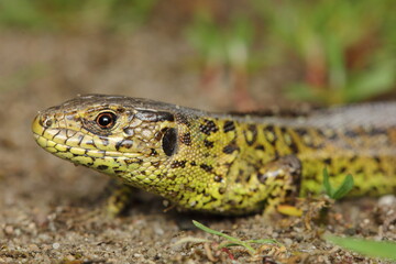 The sand lizard (Lacerta agilis) male in a natural habitat - head detail